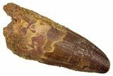 Fossil Spinosaurus Tooth - Real Dinosaur Tooth #344185-1